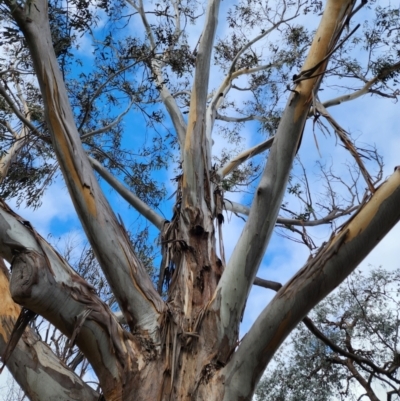 Eucalyptus globulus subsp. bicostata (Southern Blue Gum, Eurabbie) at O'Connor, ACT - 2 Jul 2024 by Steve818