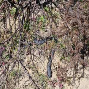 Pseudechis porphyriacus at Cooleman Ridge - 2 Jul 2024 11:25 AM