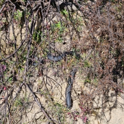 Pseudechis porphyriacus (Red-bellied Black Snake) at Cooleman Ridge - 2 Jul 2024 by BethanyDunne