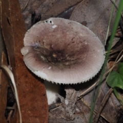 Russula sp. (Russula) at Bodalla State Forest - 2 Jul 2024 by Bushrevival