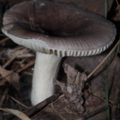 Russula sp. (genus) at BA124 - 2 Jul 2024