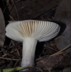 Russula sp. (genus) at BA124 - 2 Jul 2024