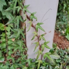 Hedera helix (Ivy) at Phillip, ACT - 2 Jul 2024 by Mike