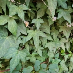 Hedera helix at Phillip, ACT - 2 Jul 2024