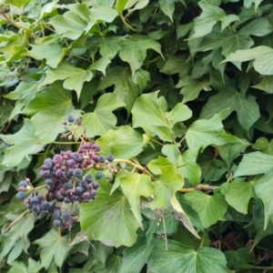 Hedera helix at Phillip, ACT - 2 Jul 2024