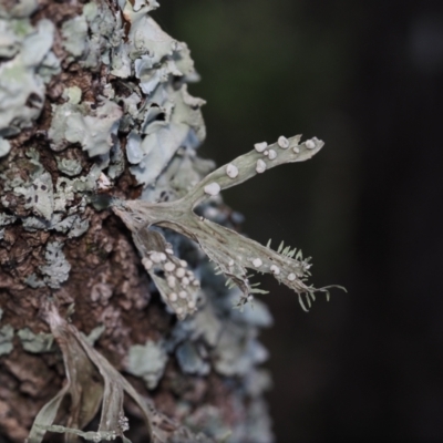 Ramalina celastri at BA124 - 2 Jul 2024 by Bushrevival