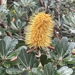 Banksia integrifolia subsp. integrifolia (Coast Banksia) at Coomee Nulunga Cultural Walking Track - 2 Jul 2024 by Clarel