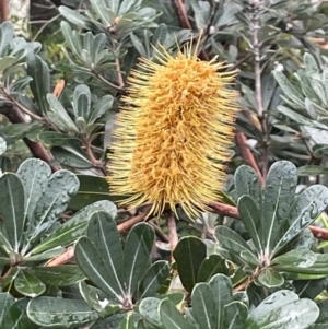 Banksia integrifolia subsp. integrifolia at Coomee Nulunga Cultural Walking Track - 2 Jul 2024 02:02 PM