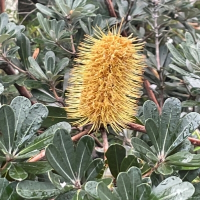 Banksia integrifolia subsp. integrifolia (Coast Banksia) at Coomee Nulunga Cultural Walking Track - 2 Jul 2024 by Clarel