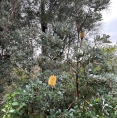 Banksia integrifolia subsp. integrifolia at Coomee Nulunga Cultural Walking Track - 2 Jul 2024 02:02 PM