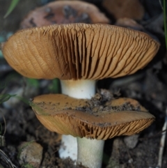 Cortinarius sp. (Cortinarius) at Bodalla State Forest - 2 Jul 2024 by Bushrevival