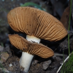 Cortinarius sp. at Bodalla State Forest - 2 Jul 2024