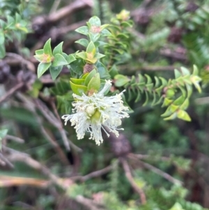 Melaleuca squarrosa at Ulladulla, NSW - 2 Jul 2024