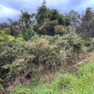 Melaleuca squarrosa at Ulladulla, NSW - 2 Jul 2024