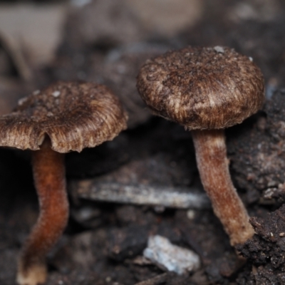 Inocybe sp. (Inocybe) at Bodalla State Forest - 2 Jul 2024 by Bushrevival