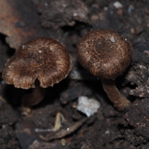 Inocybe sp. at BA124 - 2 Jul 2024