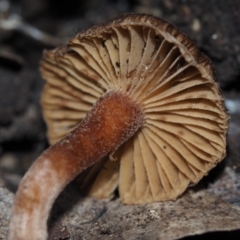 Inocybe sp. at BA124 - 2 Jul 2024