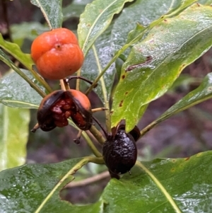 Pittosporum undulatum at Coomee Nulunga Cultural Walking Track - 2 Jul 2024 01:50 PM