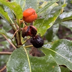 Pittosporum undulatum at Coomee Nulunga Cultural Walking Track - 2 Jul 2024 01:50 PM