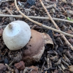 Geastrum triplex (Collared Earth Star) at Mount Majura - 2 Jul 2024 by sbittinger