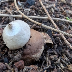 Geastrum triplex at Mount Majura - 2 Jul 2024