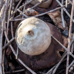 Geastrum triplex at Mount Majura - 2 Jul 2024