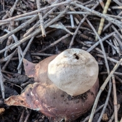 Geastrum triplex at Mount Majura - 2 Jul 2024