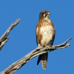Falco berigora (Brown Falcon) at Winton North, VIC - 23 Jun 2024 by jb2602