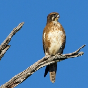Falco berigora (Brown Falcon) at Winton North, VIC by jb2602