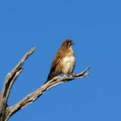 Falco berigora at Winton North, VIC - 23 Jun 2024 02:02 PM