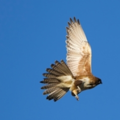 Falco berigora at Winton North, VIC - 23 Jun 2024