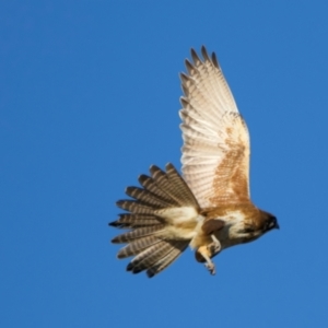 Falco berigora at Winton North, VIC - 23 Jun 2024