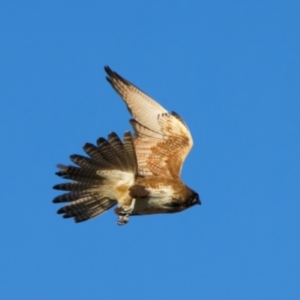 Falco berigora at Winton North, VIC - 23 Jun 2024 02:02 PM