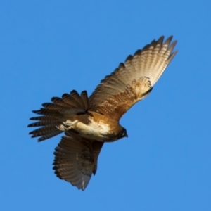 Falco berigora at Winton North, VIC - 23 Jun 2024 02:02 PM