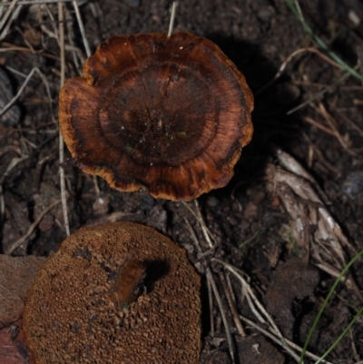 Coltricia sp. at Bodalla State Forest - 2 Jul 2024 by Bushrevival