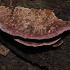 Rhodofomitopsis lilacinogilva (Rhodofomitopsis lilacinogilva) at BA124 - 2 Jul 2024 by Bushrevival