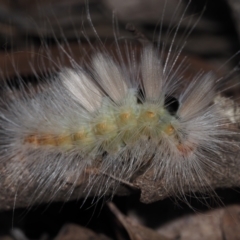 Unidentified Moth (Lepidoptera) at Bodalla State Forest - 2 Jul 2024 by Bushrevival