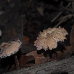 Unidentified Fungus at Bodalla State Forest - 2 Jul 2024 by Bushrevival