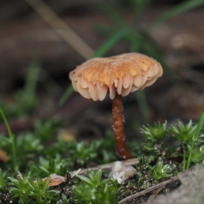 Laccaria sp. at Bodalla State Forest - 2 Jul 2024 by Bushrevival