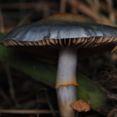 Cortinarius rotundisporus (Elegant Blue Webcap) at BA124 - 2 Jul 2024 by Bushrevival