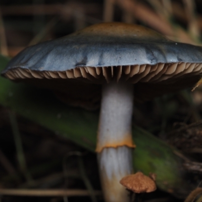 Cortinarius rotundisporus (Elegant Blue Webcap) at Bodalla State Forest - 2 Jul 2024 by Bushrevival