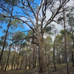 Eucalyptus melliodora (Yellow Box) at Jacka, ACT - 2 Jul 2024 by Jiggy
