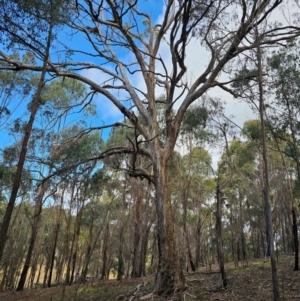 Eucalyptus melliodora at Jacka, ACT - 2 Jul 2024