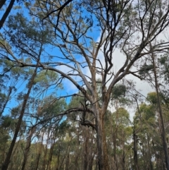 Eucalyptus melliodora at Jacka, ACT - suppressed