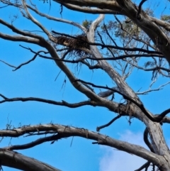 Eucalyptus melliodora at Jacka, ACT - 2 Jul 2024