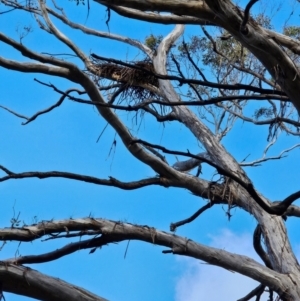 Eucalyptus melliodora at Jacka, ACT - 2 Jul 2024