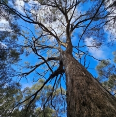 Eucalyptus melliodora at Jacka, ACT - suppressed