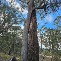Eucalyptus macrorhyncha (Red Stringybark) at Jacka, ACT - 2 Jul 2024 by Jiggy