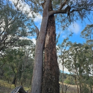 Eucalyptus macrorhyncha at Jacka, ACT - 2 Jul 2024