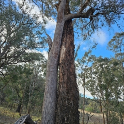 Eucalyptus macrorhyncha (Red Stringybark) at Jacka, ACT - 2 Jul 2024 by Jiggy
